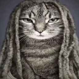 cat_reggae emote for Discord