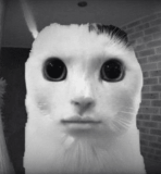 hhh emote for Discord