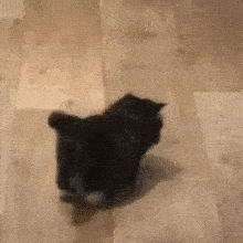catleave emote for Discord