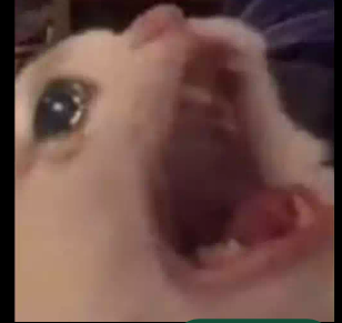 Cat_In_Agony emote for Discord
