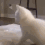 CatAss emote for Discord