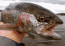 ihighlytroutthat emote for Discord