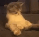 silly_cat emote for Discord