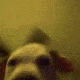 party_dog emote for Discord