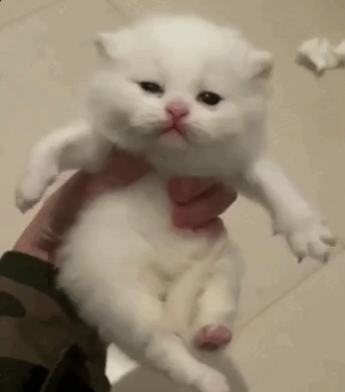 groove emote for Discord