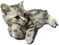 catstare emote for Discord