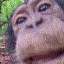 monkey_lick emote for Discord