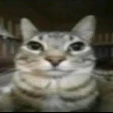 gato1 emote for Discord