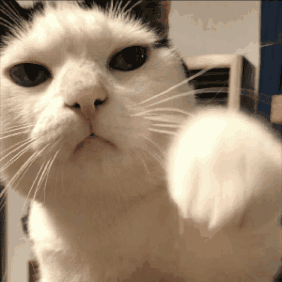 CatPunch emote for Discord