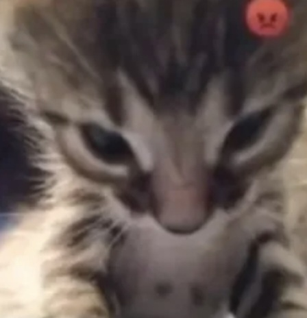 AngyCat emote for Discord