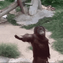 come_here_monkey emote for Discord