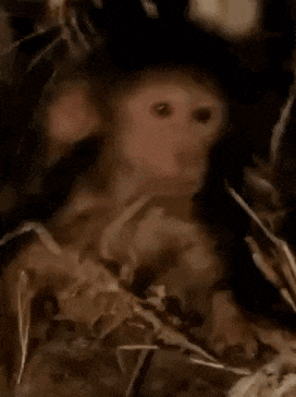 im_cooked_monkey emote for Discord