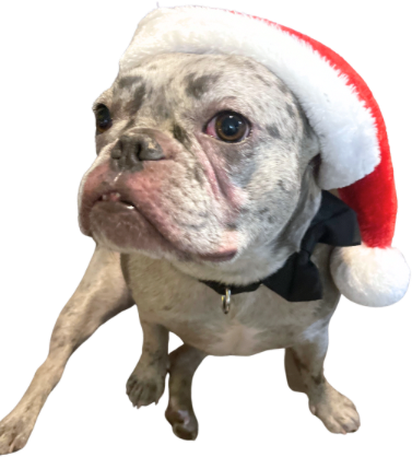 Titopaws emote for Discord