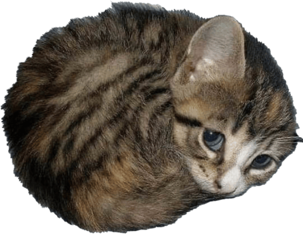 CatBall emote for Discord
