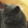 SquintCat emote for Discord