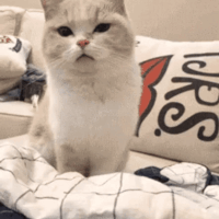 cat emote for Discord