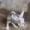 shakingrat emote for Discord