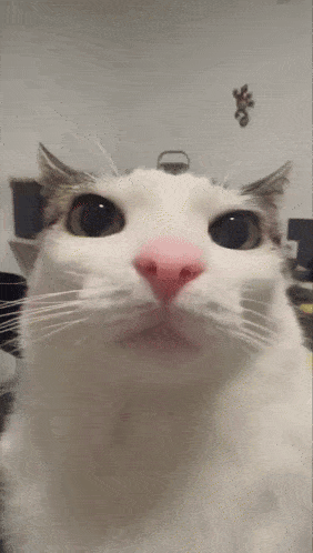 catstare emote for Discord