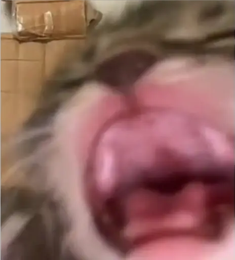AAAAA emote for Discord