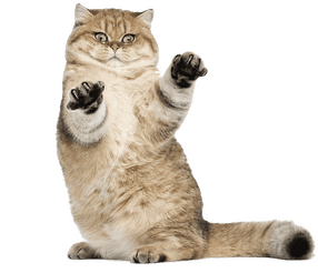 playful_brown_cat emote for Discord