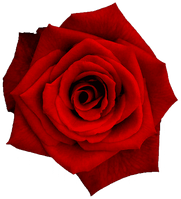red_rose_flower emote for Discord