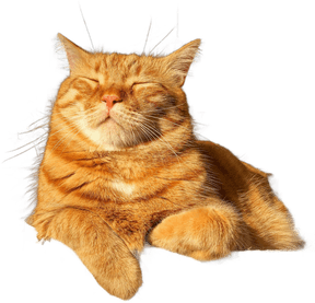 orange_tabby_cat emote for Discord
