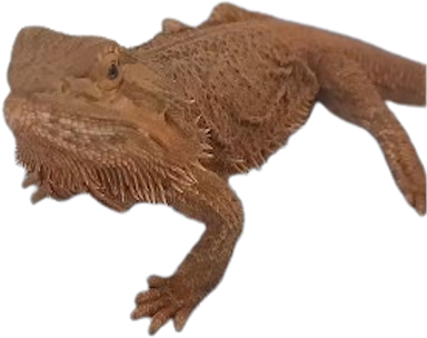 pikxlestoothless emote for Discord