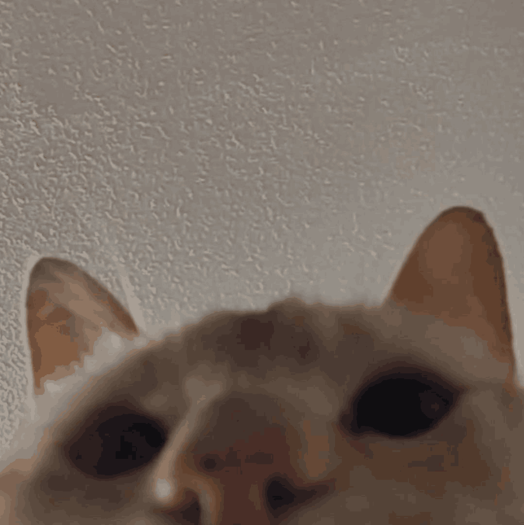 quoi emote for Discord
