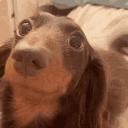 dachshund_dog_tailwag emote for Discord
