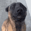 happy_dog_tailwag emote for Discord