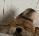 happy_shiba_tailwag emote for Discord