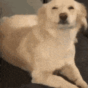 excited_dog emote for Discord
