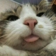 derp_cat emote for Discord