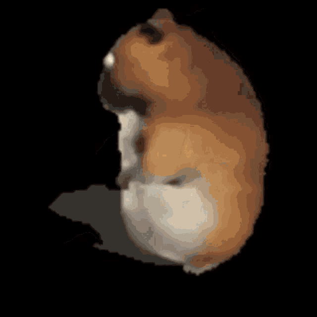 chomikratatonta emote for Discord