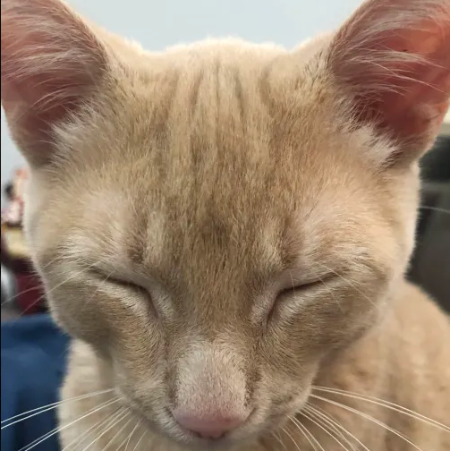 EepyCat emote for Discord