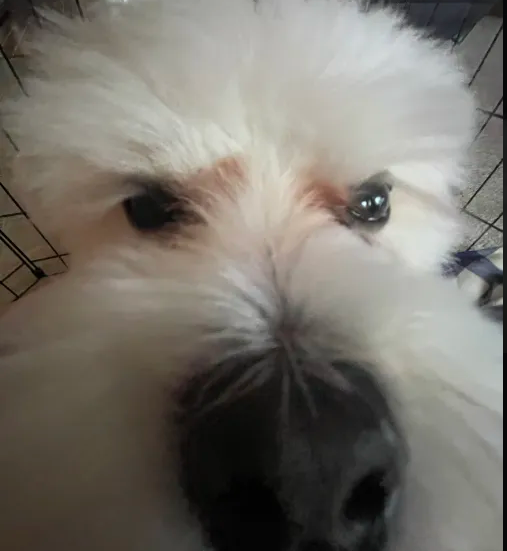 InterestedDog emote for Discord
