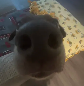 SniffDog emote for Discord