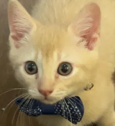 FancyCat emote for Discord
