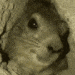 Awawa emote for Discord