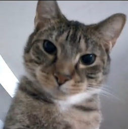 MadCat emote for Discord