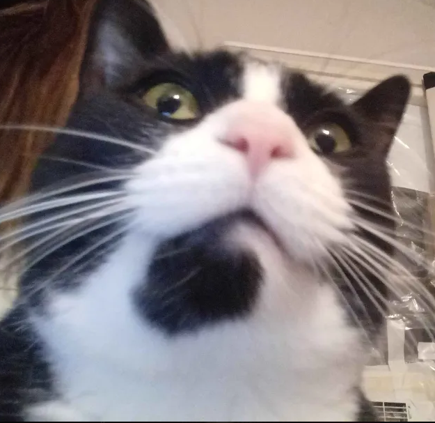 CatStare emote for Discord