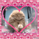 lovecat emote for Discord