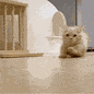 CatRun animated emote