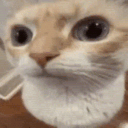 uhhcat emote for Discord