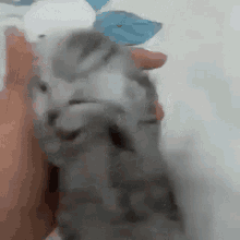 Crisiscat emote for Discord