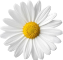 Daisy4 emote for Discord