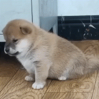 Dog emote for Discord