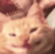 gatofeli emote for Discord