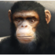 shani_monke emote for Discord
