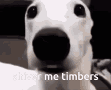shivermytimbers emote for Discord